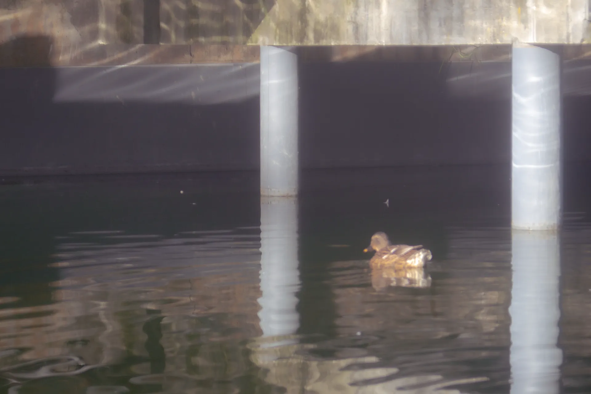 ducky