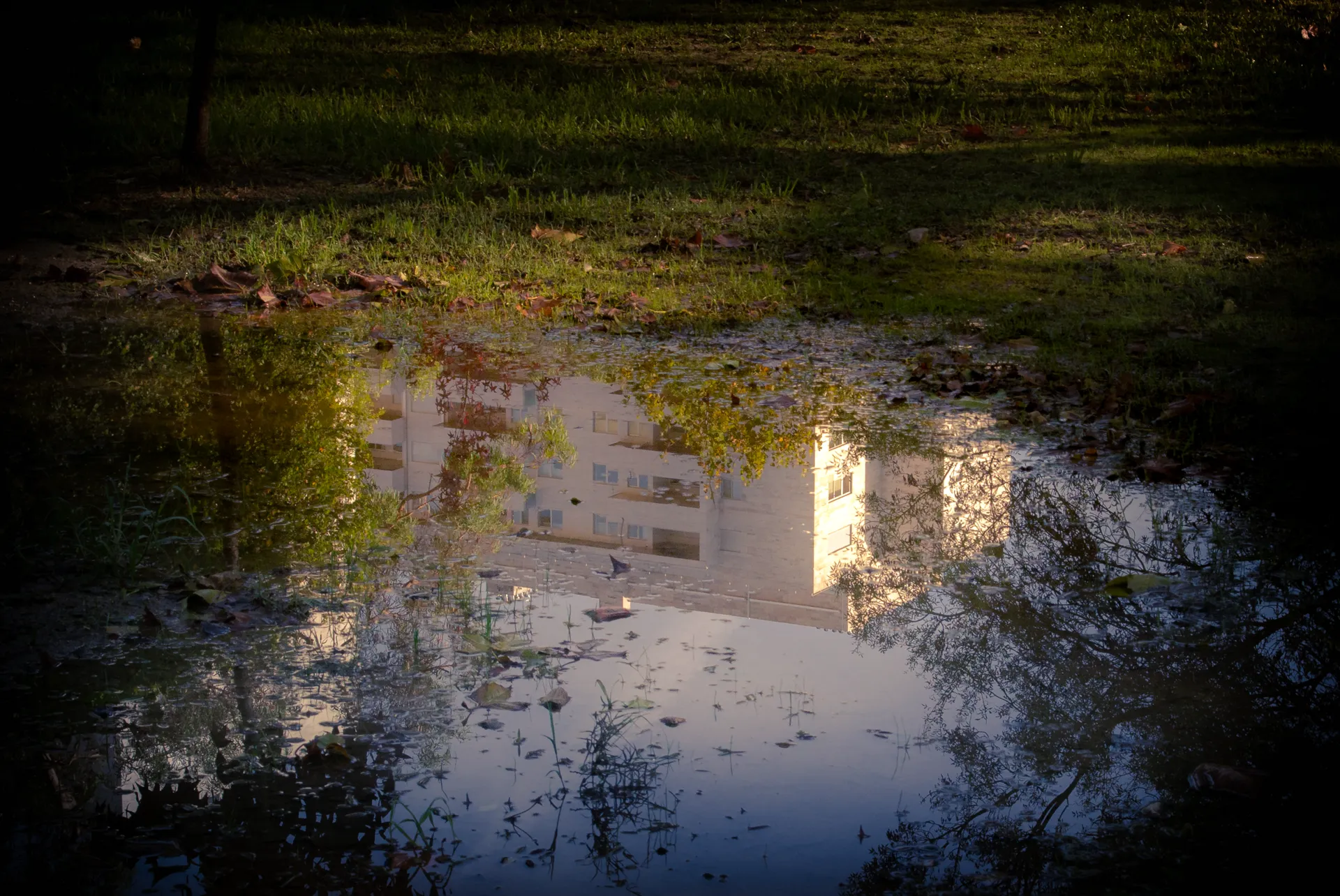 reflection
