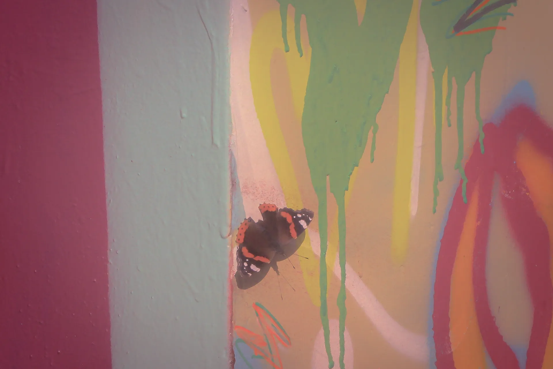 Butterfly